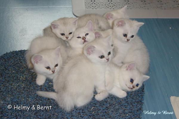 R2-litter and S2-litter  6 weeks - nr 4