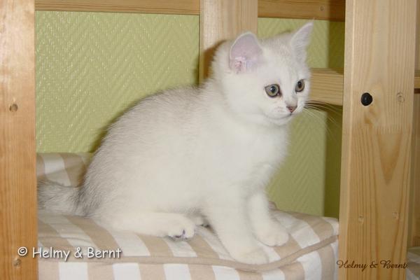 S*Esteticas Royal Rana (Rana) 11 weeks - nr 1