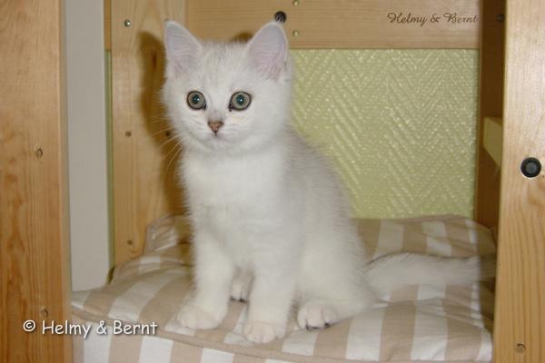 S*Esteticas Royal Rana (Rana) 11 weeks - nr 2