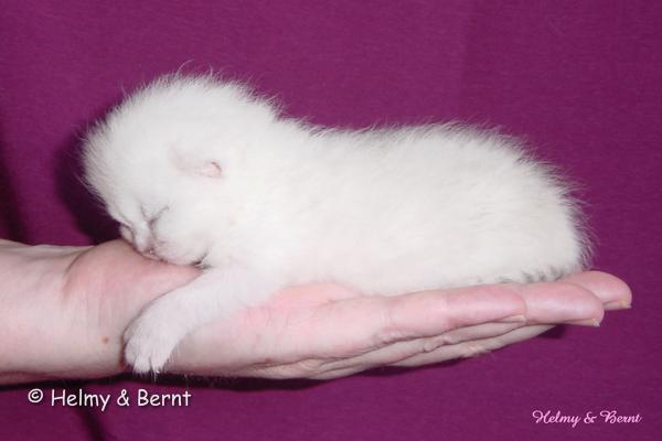 S*Esteticas Royal Rana (Rana) 1 week - nr 1