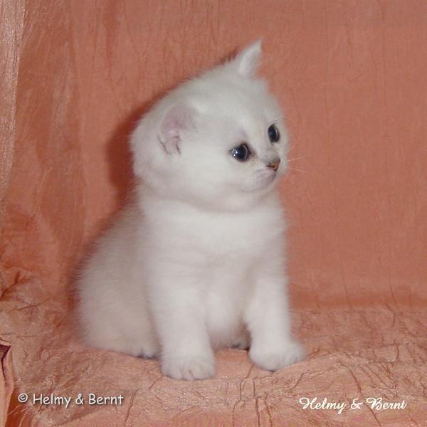 S*Esteticas Royal Rana (Rana) 4 weeks - nr 1