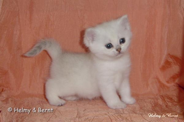 S*Esteticas Royal Rana (Rana) 4 weeks - nr 2