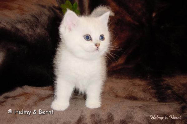S*Esteticas Royal Rana (Rana) 6 weeks - nr 1