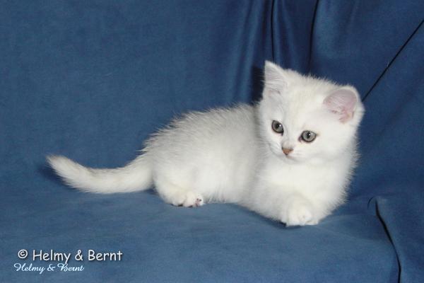 S*Esteticas Royal Rana (Rana) 8 weeks - nr 1