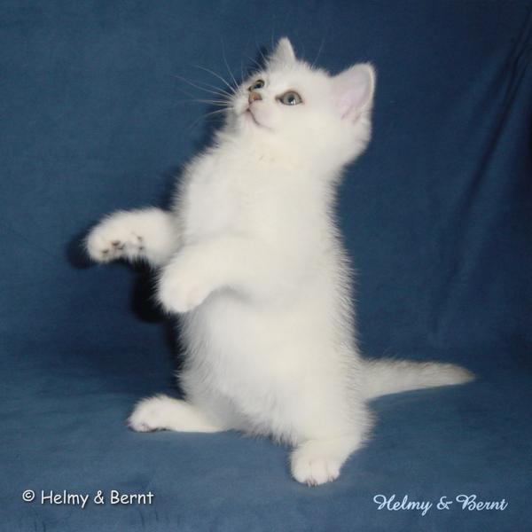 S*Esteticas Royal Rana (Rana) 8 weeks - nr 2