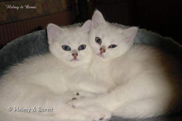 IC S*Esteticas Regina Rixie and IC S*Esteticas Rosa Centifolia (Rosa) 7 weeks - nr 2