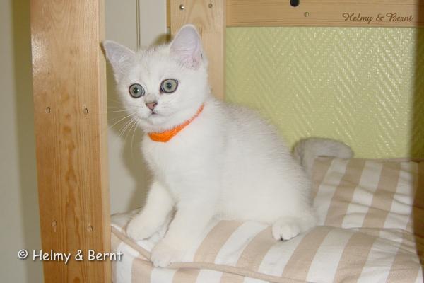IC S*Esteticas Regina Rixie 11 weeks - nr 1