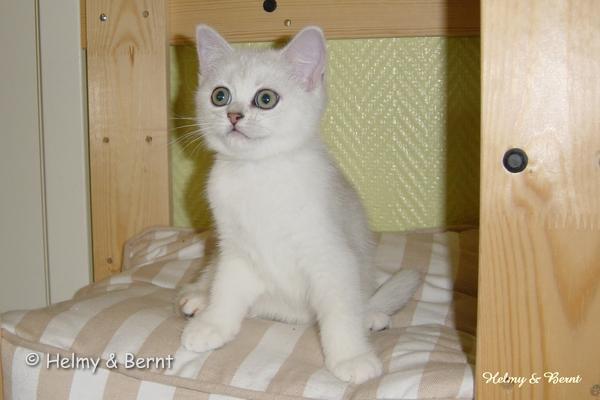IC S*Esteticas Regina Rixie 11 weeks - nr 2