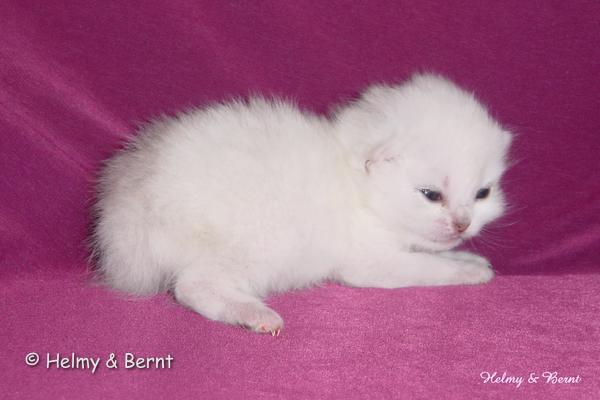 IC S*Esteticas Regina Rixie 1 week - nr 1