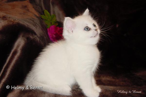 IC S*Esteticas Regina Rixie 6 weeks - nr 1