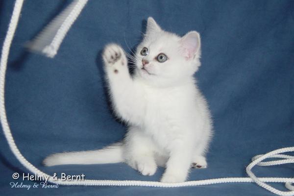 IC S*Esteticas Regina Rixie 8 weeks - nr 1
