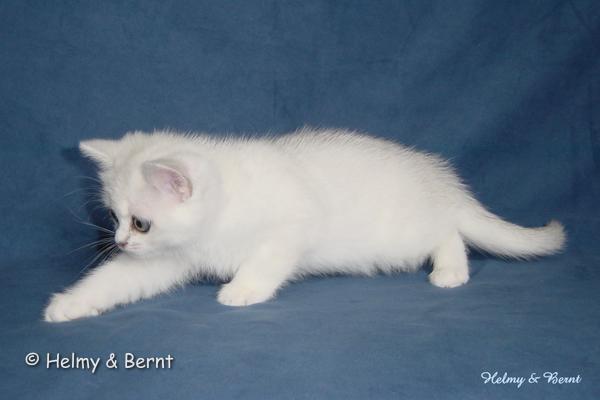 IC S*Esteticas Regina Rixie 8 weeks - nr 2