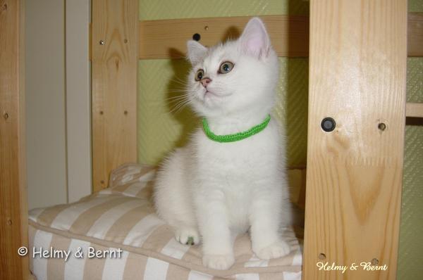 IC S*Esteticas Rosa Centifolia (Rosa) 11 weeks - nr 1