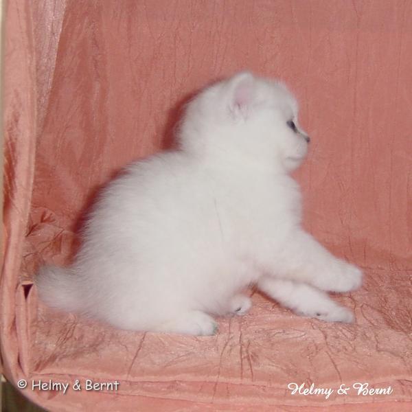 IC S*Esteticas Rosa Centifolia (Rosa) 4 weeks - nr 1