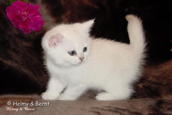 IC S*Esteticas Rosa Centifolia (Rosa) 6 weeks - nr 2