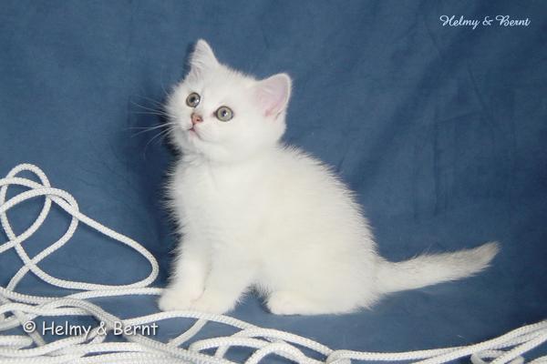 IC S*Esteticas Rosa Centifolia (Rosa) 8 weeks - nr 1