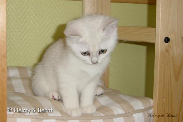 GIC S*Esteticas Rough Diamond (Timsku) 11 weeks - nr 2