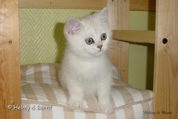 S*Esteticas Samuraj Sam 11 weeks - nr 1