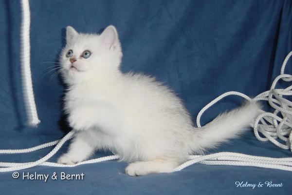S*Esteticas Samuraj Sam 8 weeks - nr 1