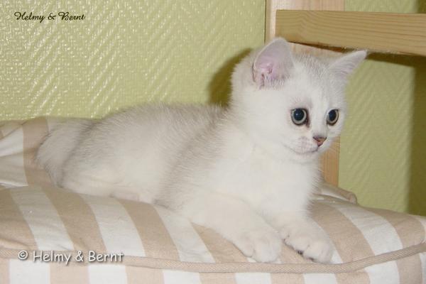 S*Esteticas Sultan Simba 11 weeks - nr 2