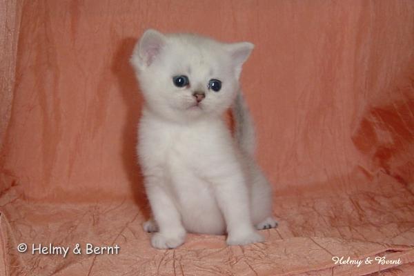 S*Esteticas Sultan Simba 4 weeks - nr 1