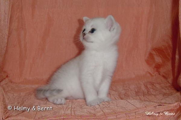 S*Esteticas Sultan Simba 4 weeks - nr 3