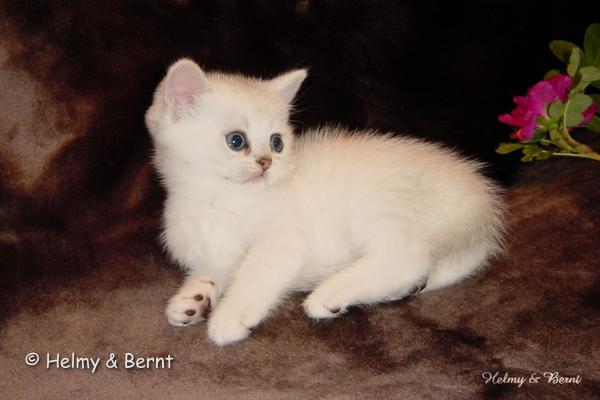 S*Esteticas Sultan Simba 6 weeks - nr 1