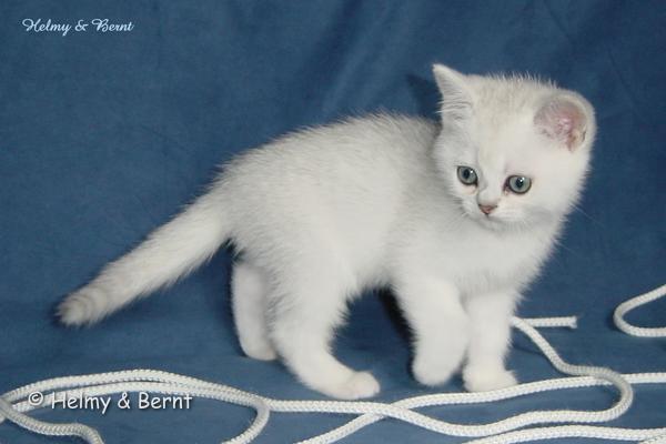 S*Esteticas Sultan Simba 8 weeks - nr 2