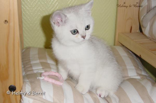 IC S*Esteticas Syster Sötnos (Sötnos) 11 weeks - nr 1