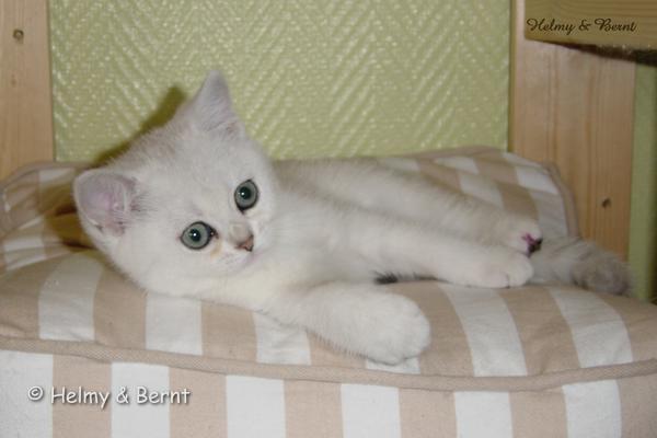 IC S*Esteticas Syster Sötnos (Sötnos) 11 weeks - nr 2