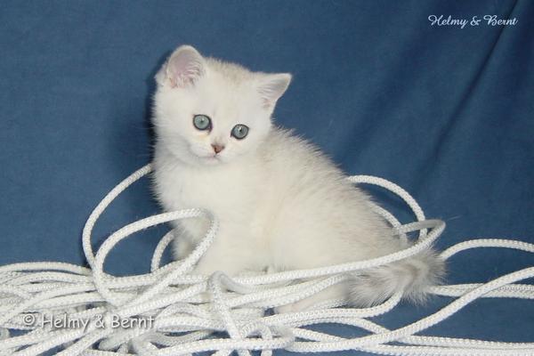 IC S*Esteticas Syster Sötnos (Sötnos) 8 weeks - nr 2