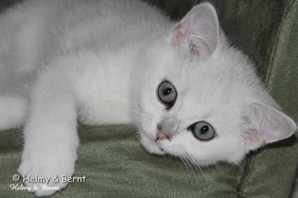 S*Esteticas Uranus (Uffe) 11 weeks - nr 1