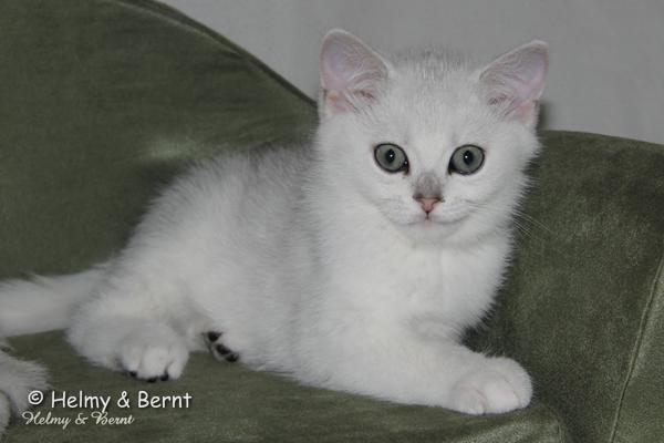 S*Esteticas Uranus (Uffe) 11 weeks - nr 2