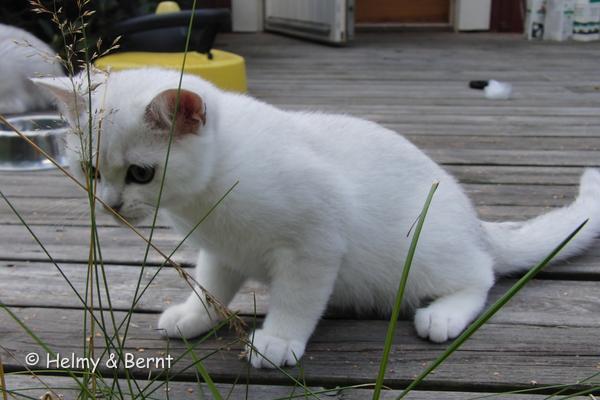 S*Esteticas Uranus (Uffe) 14 weeks