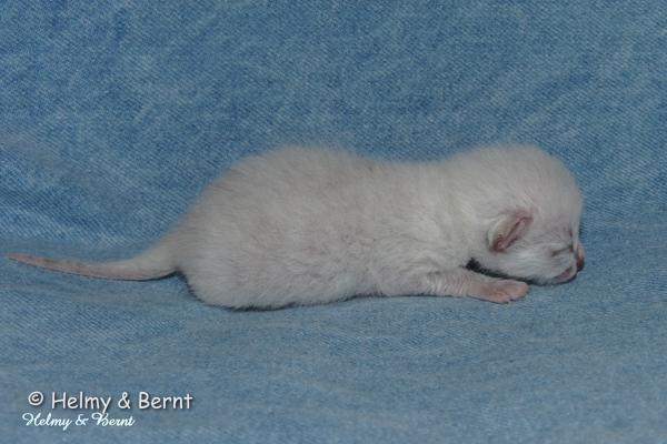 S*Esteticas Uranus (Uffe) 1 day - nr 2