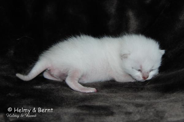 S*Esteticas Uranus (Uffe) 1 week - nr 1