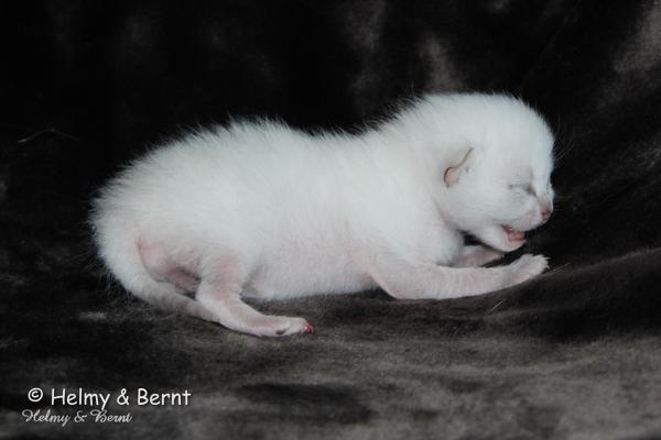S*Esteticas Uranus (Uffe) 1 week - nr 2