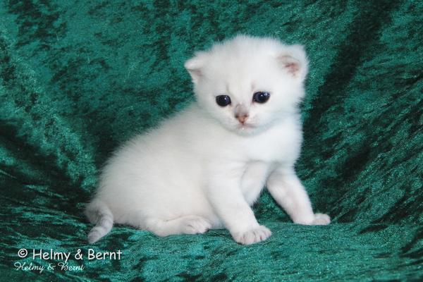 S*Esteticas Uranus (Uffe) 3 weeks - nr 1
