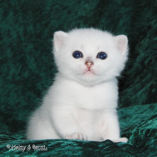 S*Esteticas Uranus (Uffe) 3 weeks - nr 2