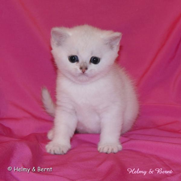 S*Esteticas Uranus (Uffe) 5 weeks - nr 1