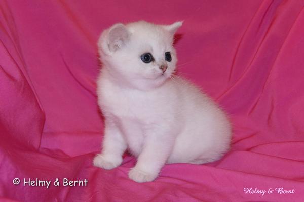 S*Esteticas Uranus (Uffe) 5 weeks - nr 2