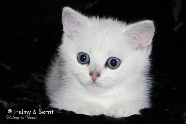 S*Esteticas Uranus (Uffe) 7 weeks - nr 1