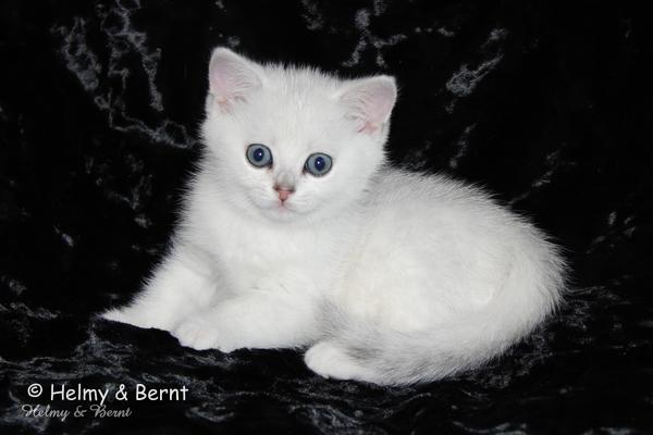 S*Esteticas Uranus (Uffe) 7 weeks - nr 2