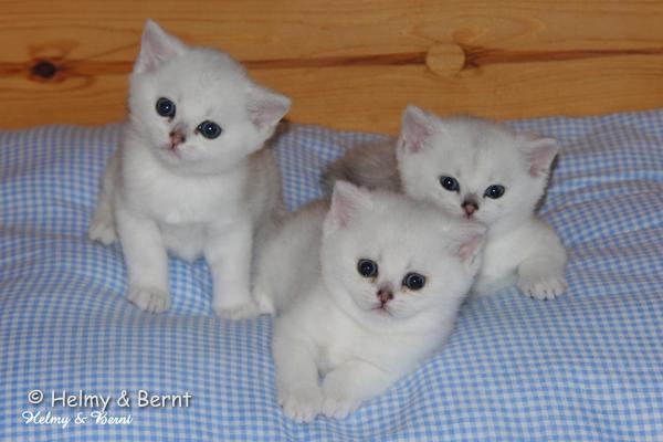 S*Esteticas Uranus (Uffe), S*Esteticas Unessa (Unessa) and S*Esteticas Urban 5 weeks