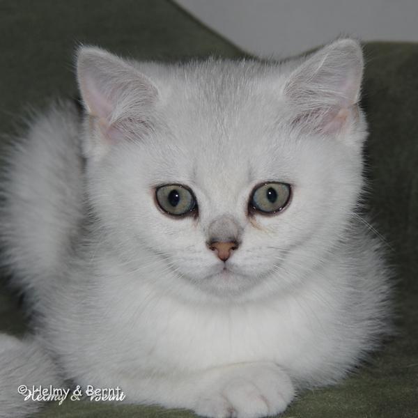 S*Esteticas Unessa (Unessa) 11 weeks - nr 1