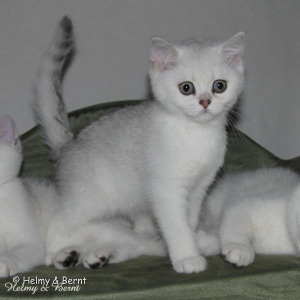 S*Esteticas Unessa (Unessa) 11 weeks - nr 2