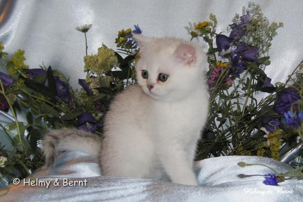 S*Esteticas Unessa (Unessa) 9 weeks - nr 2
