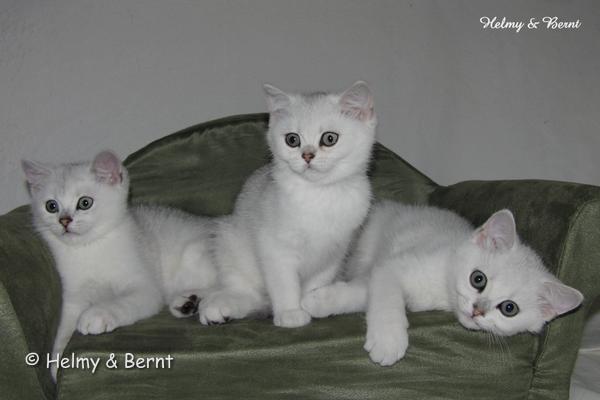 S*Esteticas Urban, S*Esteticas Unessa (Unessa) and S*Esteticas Uranus (Uffe) 11 weeks - nr 2