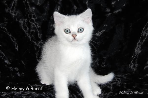 S*Esteticas Valdemar 10 weeks - nr 1
