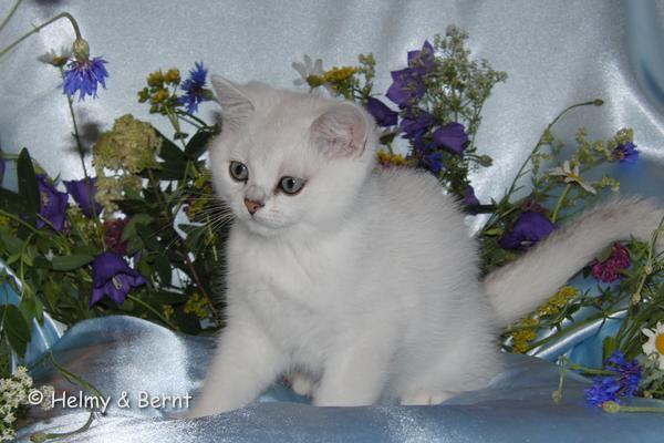 S*Esteticas Valdemar 12 weeks - nr 2